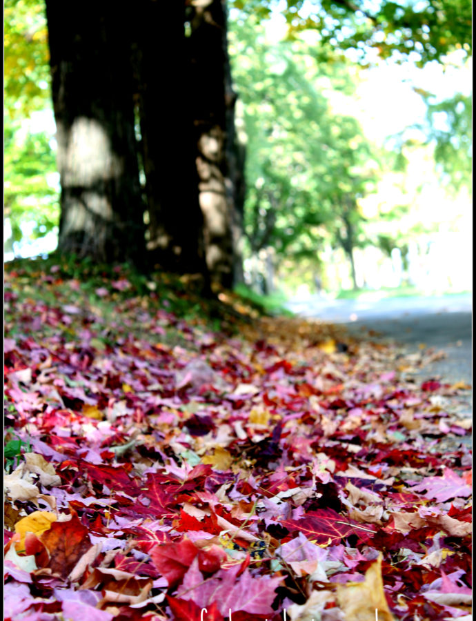 The Colors of Fall