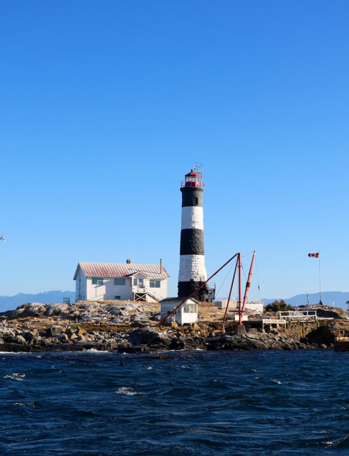 On a vu des Baleines à Victoria – Retour sur notre Expérience !