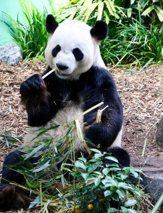 Le Zoo de Calgary